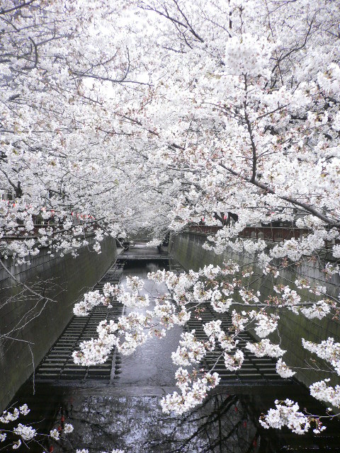 meguro sakura1.JPG